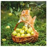 Nástěnný kalendář 2026 - Cats