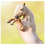 Nástěnný kalendář 2026 - Horses