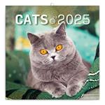 Nástěnný poznámkový kalendář 2025 Kočky